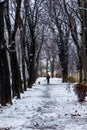 Beautiful long path with benches next to it under high old trees full of snow with walking