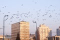 Post communism concrete apartment buildings with many birds flying in front of