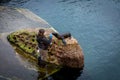 A zookeeper feeding young african fur seal (Arctocephalus) at the pool in the zoological garden.