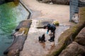 A zookeeper feeding young african fur seal (Arctocephalus) at the pool in the zoological garden.