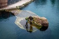 A zookeeper feeding young african fur seal (Arctocephalus) at the pool in the zoological garden.