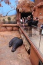 Zoo hippos