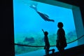 Wroclaw, Poland - July 17, 2019: Mother and son looking at seal in aquarium. Wroclaw Africarium, Zoo