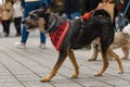 Dog parade at city center with hundreds of barking and smiling dogs