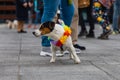 Dog parade at city center with hundreds of barking and smiling dogs