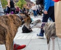 Wroclaw, Poland - September 8 2019: Dog parade Hau are you? First meeting or introduction between two dogs. First contact between