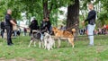 Wroclaw, Poland - September 8 2019: Dog parade Hau are you? Three husky dogs - black, white and red are playing in the park.