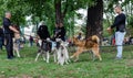 Wroclaw, Poland - September 8 2019: Dog parade Hau are you? Three husky dogs - black, white and red are playing in the park.