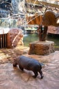 Wroclaw, Poland - September 7, 2020: Hippo paddock in the Africarium of Wroclaw zoo, Poland