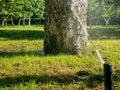 Wrong positioned water sprinkler directly into a tree trunk