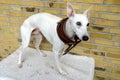 Wrong size collar, smalll white whippet with an oversize leather collar Royalty Free Stock Photo