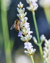 Wrorker Bee collecting pollen on Lavender flower macro close up Royalty Free Stock Photo