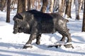 Wrought iron boar in the park. Big black sculpture on the street. Bashkiria in the winter