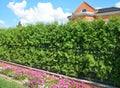 A wrought iron, cast iron fence with a thick emerald green thuja, arborvitae green hedge, privacy hedge and a narrow flowerbed Royalty Free Stock Photo