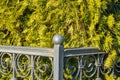 A wrought iron, cast iron fence with thick emerald green thuja, arborvitae hedge Royalty Free Stock Photo