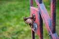 Wrought iron handle at an open old garden gate with worn red col Royalty Free Stock Photo
