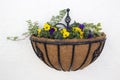 Wall basket planted with purple and yellow pansies and ivy, on a white textured wall Royalty Free Stock Photo