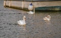 Three swans swimming around a moored boat on the River Bure in Wroxham, Norfolk