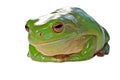 Wry frog Royalty Free Stock Photo