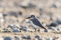 Wrybill (Anarhynchus frontalis)