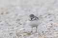 Wrybill standing on the wet ground surrounded by seashells. Anarhynchus frontalis.