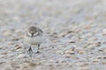 Wrybill on the wet ground surrounded by seashells. Anarhynchus frontalis.