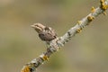 Wryneck Jynx torquilla, perched  branch Royalty Free Stock Photo