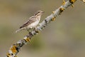 Wryneck Jynx torquilla, perched on a branch Royalty Free Stock Photo