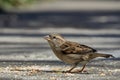 Sparrow eats corn Royalty Free Stock Photo