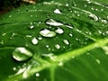 Water drops on green leaf beautiful background Royalty Free Stock Photo