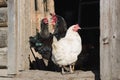 Wtite and black hens on the doorstep of a wooden barn