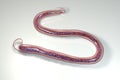 Wuchereria bancrofti, a roundworm nematode, one of the causative agents of lymphatic filariasis Royalty Free Stock Photo