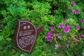 Liquidambar formosana also known as beautiful sweetgum sign board near the tree in Wuhan East Lake