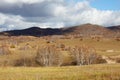 Birch forest and meadow, Inner Mongolia, China Royalty Free Stock Photo