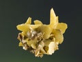 Wulfenite 1 Royalty Free Stock Photo