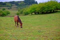 Wulong fairy mountain grassland Royalty Free Stock Photo