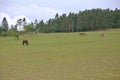 Wulong fairy mountain grassland Royalty Free Stock Photo