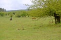 Wulong fairy mountain grassland Royalty Free Stock Photo