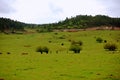 Wulong fairy mountain grassland Royalty Free Stock Photo