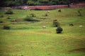 Wulong fairy mountain grassland