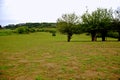 Wulong fairy mountain grassland