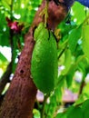 Wuluh starfruit has a sour, sweet, and bitter taste Royalty Free Stock Photo