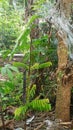 Wuluh starfruit tree which is still 2 months old. planted next to the house. Utilize narrow land for farming.