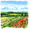 Beautiful meadow with green grass, red poppies, wild flowers. Tuscany, Italy. Poppies field. Watercolor illustration Royalty Free Stock Photo