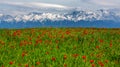 Wunderful poppy field in late may Royalty Free Stock Photo