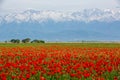 Wunderful poppy field in late may Royalty Free Stock Photo