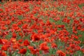 Wunderful poppy field in late may Royalty Free Stock Photo