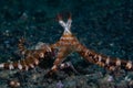 Wunderpus Octopus in Lembeh Strait Royalty Free Stock Photo