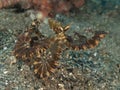 Wunderpus octopus Royalty Free Stock Photo