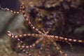 Wunderpus octopus Wunderpus photogenicus Royalty Free Stock Photo